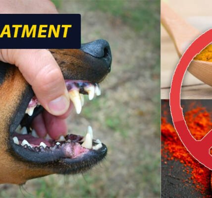 Dog Bite Treatment